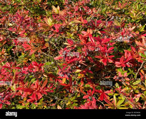 wintergreen barberry shrub